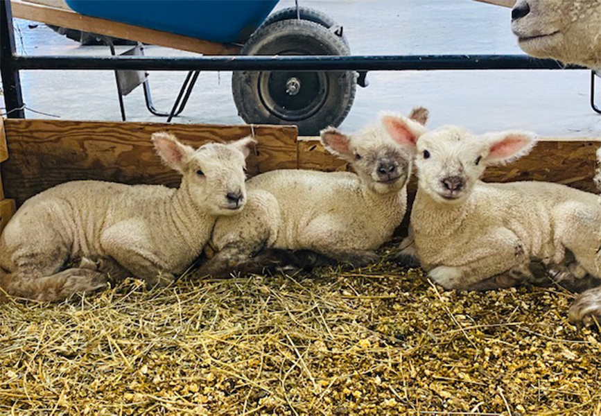 Triplet Lambs